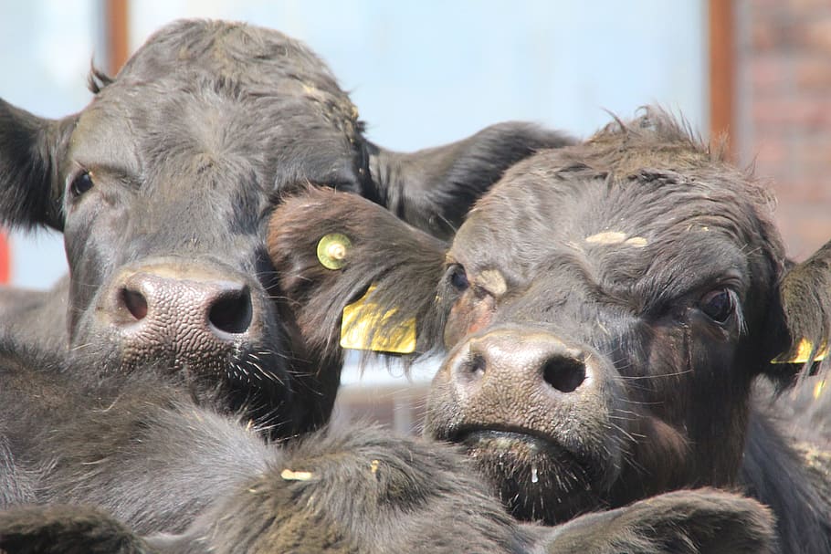 Cows, Animal, Faces, Agriculture, milk, cattle, farm, bauer HD wallpaper