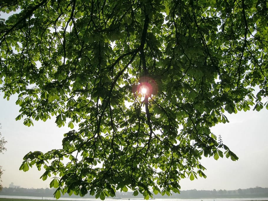 sun, branches, tree, sky, nature, plant, growth, low angle view HD wallpaper