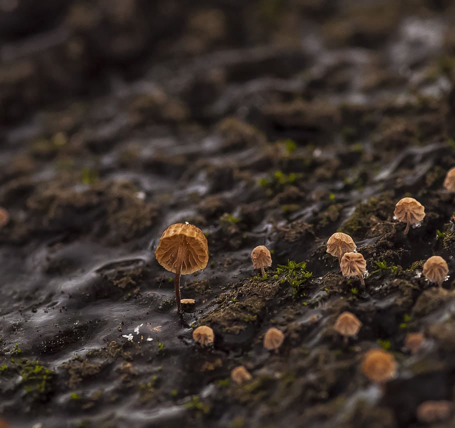 mushrooms, spring, macro, bark, selective focus, fungus, nature HD wallpaper