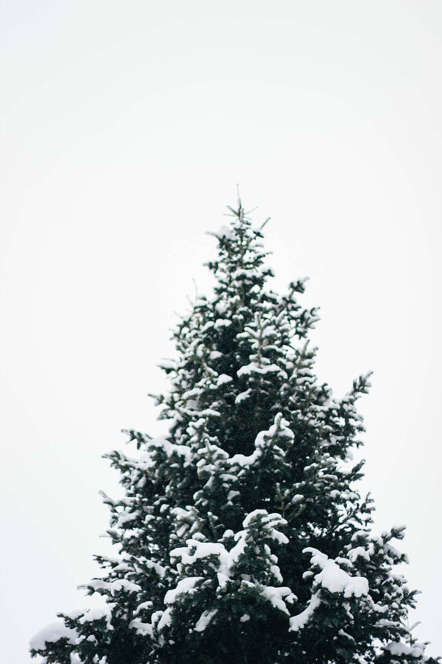 pine tree filled with snow, photo of green tree covered with snow HD wallpaper
