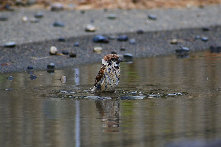 animal, pond, waterside, bathing, little bird, sparrow, wild birds HD wallpaper