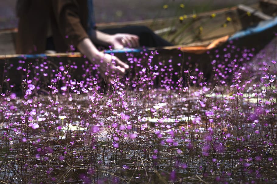 person riding boat beside purple flowers, united, turkish, rolling purple plant, HD wallpaper