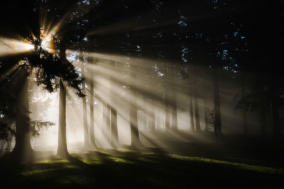 sun rays through silhouette of trees, brown trees with sunlight HD wallpaper