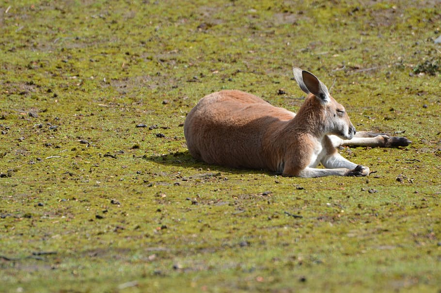 Kangaroo, Loiter, Animals, one animal, animal wildlife, animal themes HD wallpaper