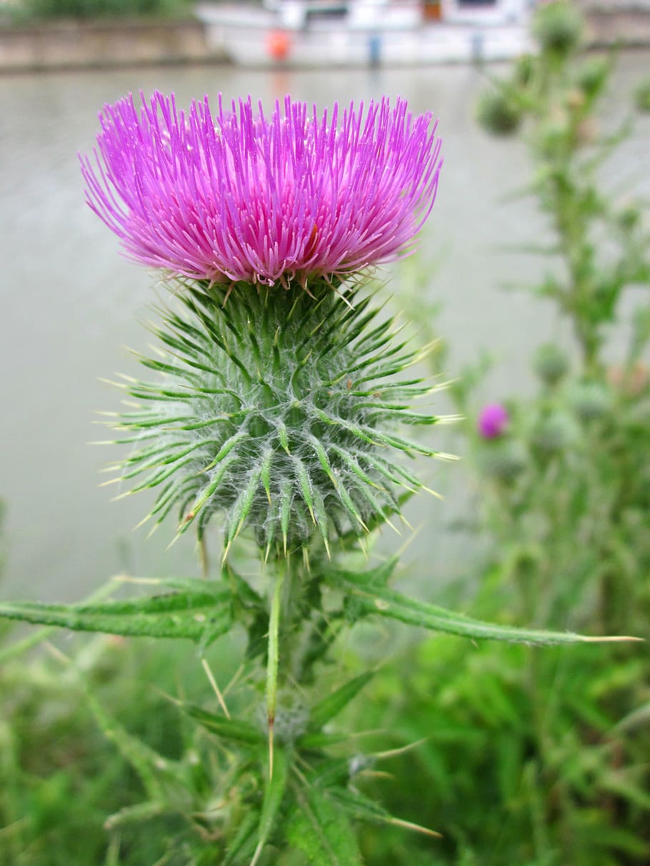 thistle, flower, pink, nature, plant, purple, summer, flowering plant HD wallpaper