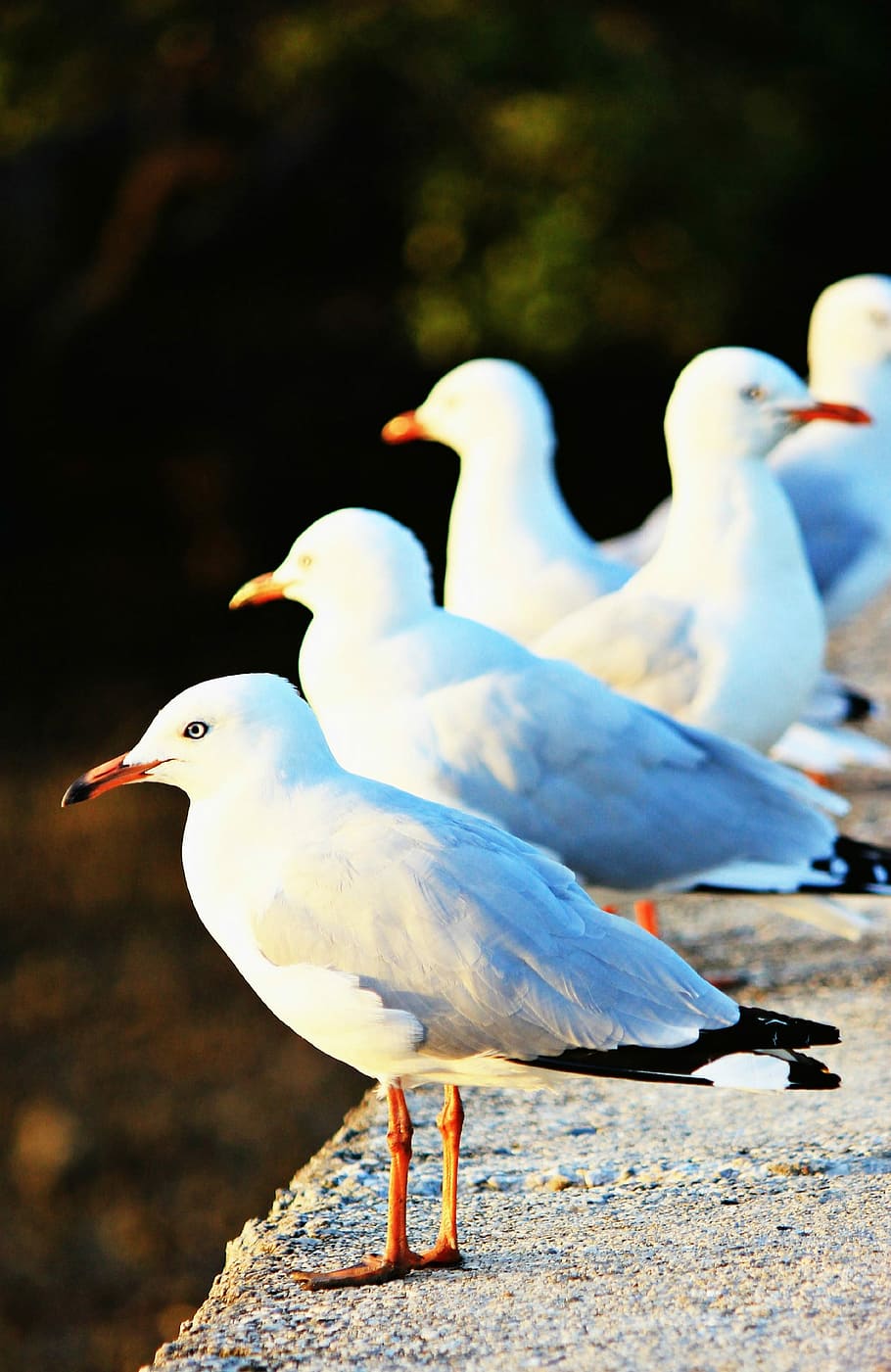 Seagulls, Ocean, Bird, White, Gull, nautical, beach, social HD wallpaper