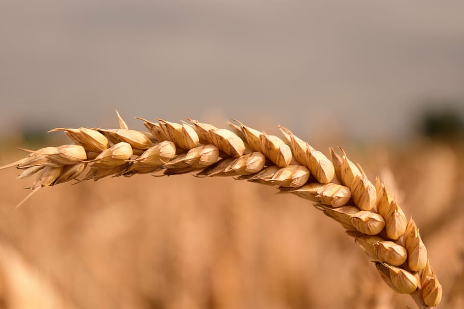 shallow focus photo of wheat, grain, cereals, close, ear, agriculture