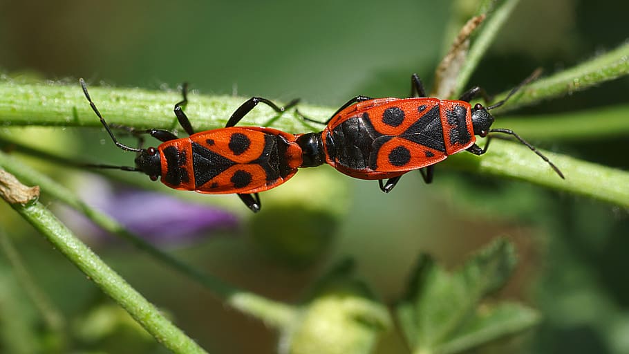coupling, insects, nature, animals in the wild, animal themes HD wallpaper