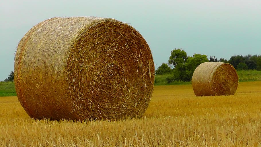 straw bales, harvest, food, cereals, stock, agriculture, summer, HD wallpaper