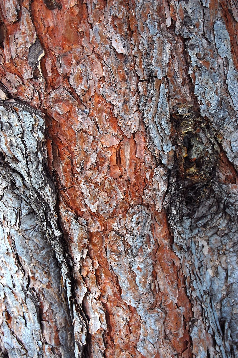 bark, tree, texture, wood, textured, full frame, trunk, tree trunk HD wallpaper