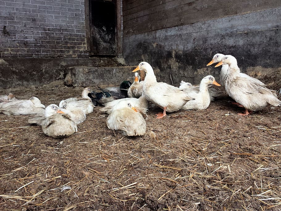 Duck, Barn, Animals, Barnyard, farm animal, bird, animal themes HD wallpaper