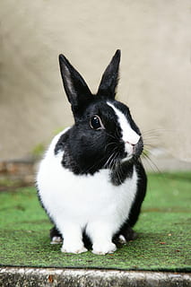 black and white Rabbit on green grass surface, hare, one animal HD wallpaper