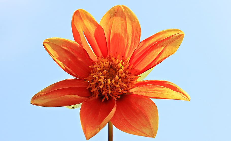 Orange Petal Flower, beautiful, bloom, blooming, blossom, bright HD wallpaper