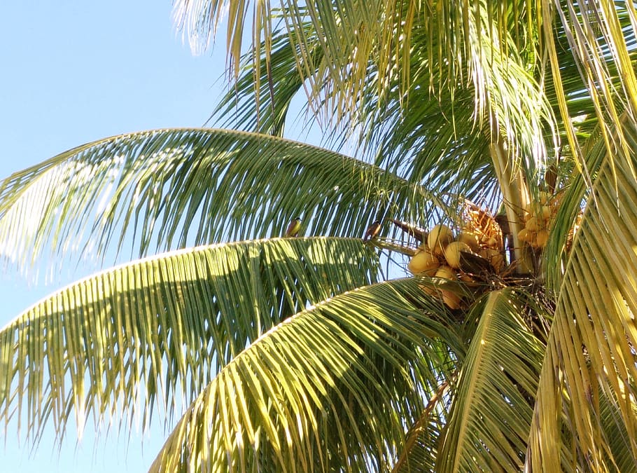 coconut, palm tree, beach, leaf, tropical climate, plant, palm leaf HD wallpaper