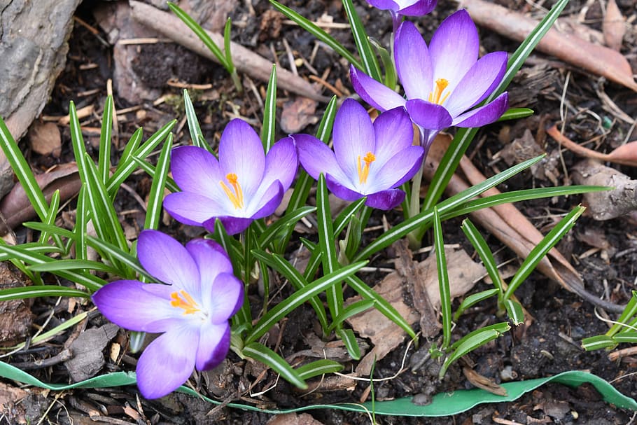 Crocus, Flowers, Spring, Garden, petal, fragility, purple, nature HD wallpaper