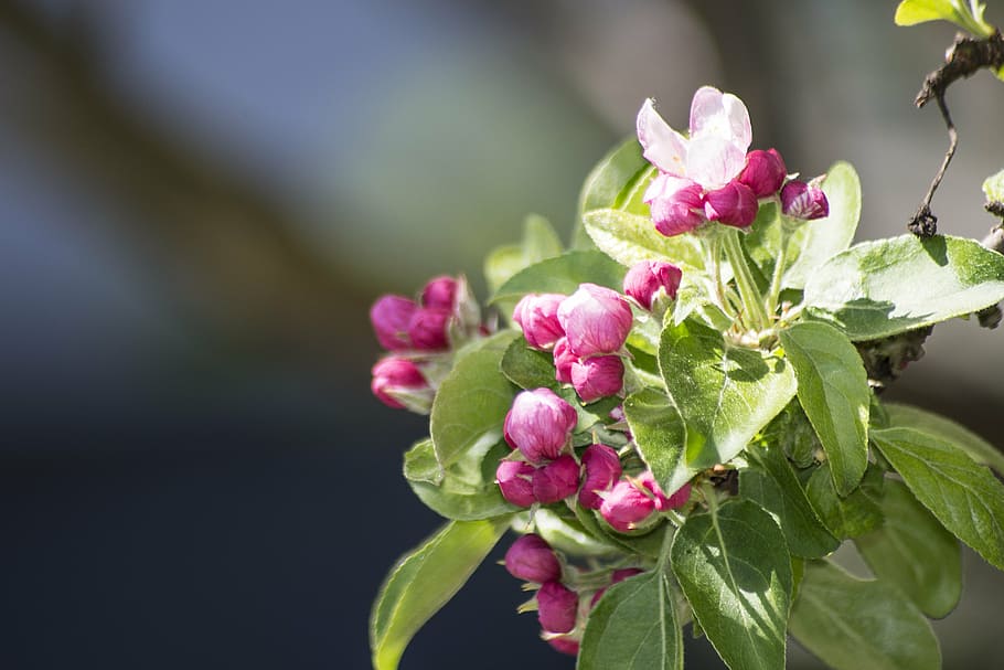 blossom, bloom, pink, close, pink flowers, spring, flourishing tree HD wallpaper