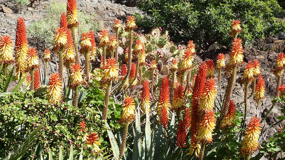 HD wallpaper: cactus flower, orange, red, aloe vera, tropical, plant,  growth | Wallpaper Flare