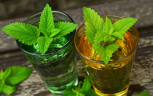 two green leaf plants in glasses, lemon balm, herbs, lemonade HD wallpaper