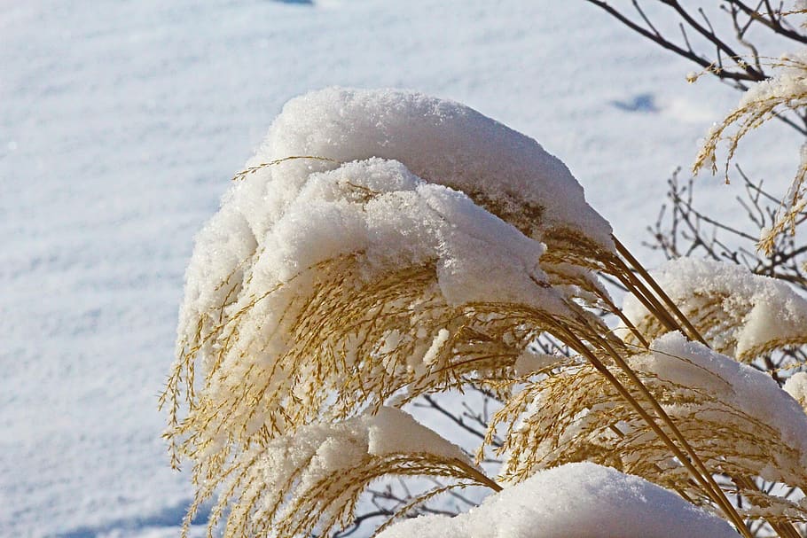 snow, grass, white, landscape, cold, winter, nature, outdoor HD wallpaper