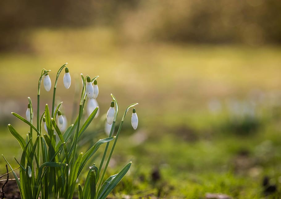 Snowdrops, shallow focus photography of white petal flower, leaf HD wallpaper