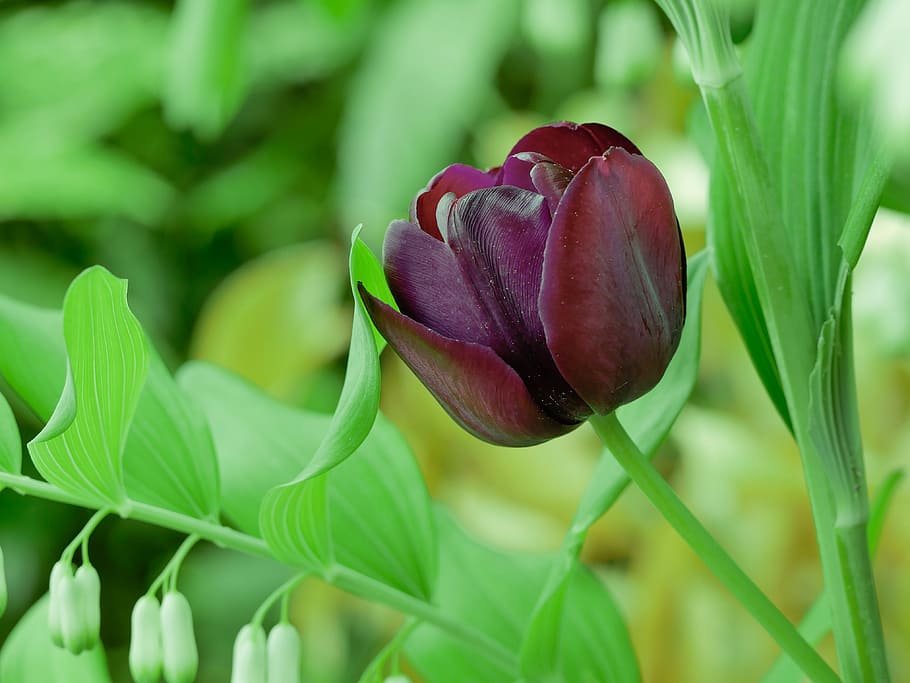 purple rose, flower, tulip, spring, flowering plant, freshness HD wallpaper