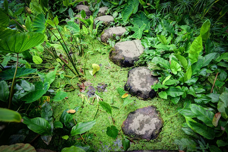 step stone beside plants, stepping, stones, water, pond, park HD wallpaper