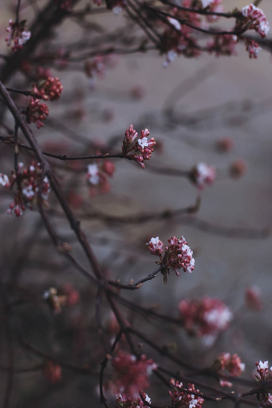 pink-and-white flowers, closeup photography of brown tree flowers HD wallpaper