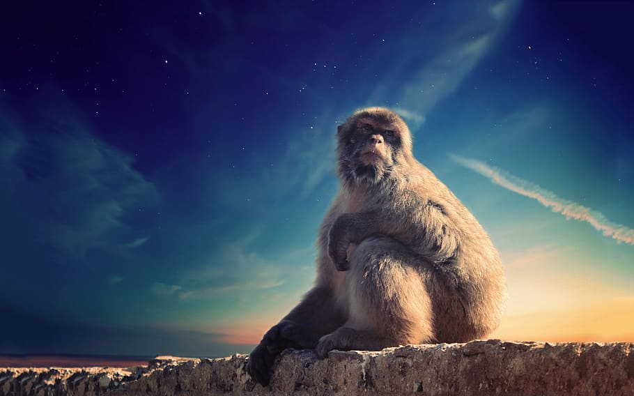 Chimpanzee sitting on rock photo, animal, monkey, outdoors HD wallpaper