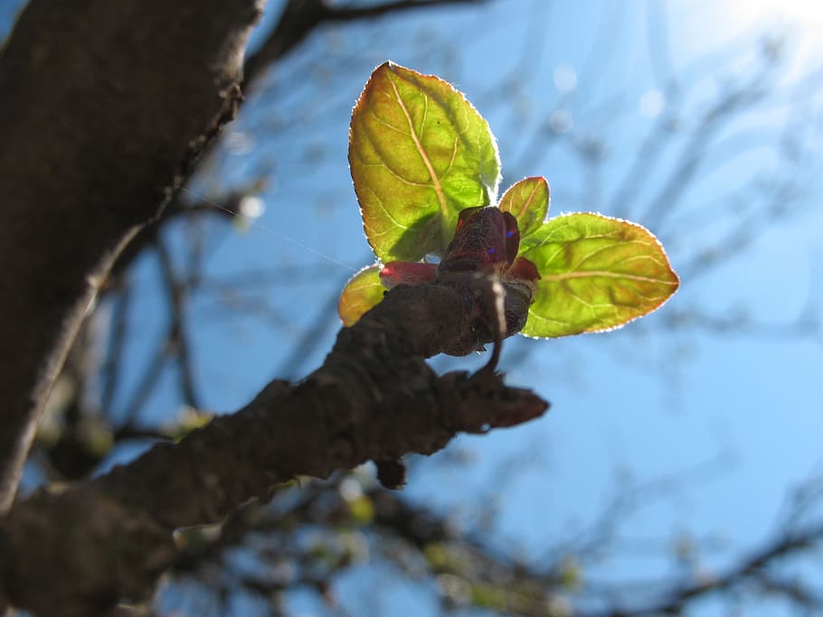 spring, leaves, nature, tree, floral, garden, season, macro HD wallpaper
