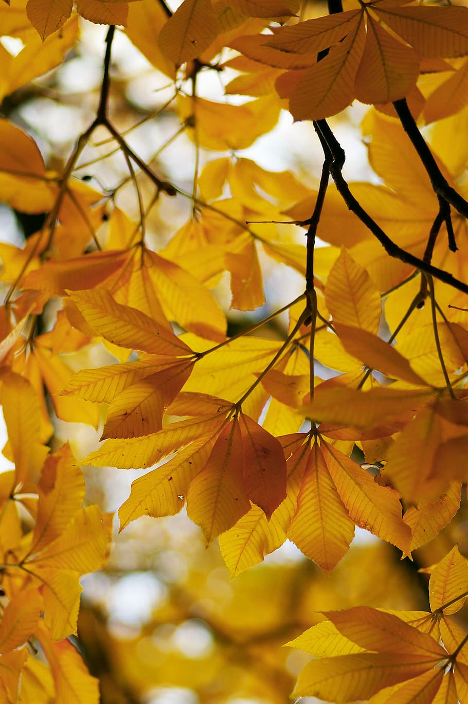 macro photography of yellow flowers, close up photography of yellow leaves HD wallpaper