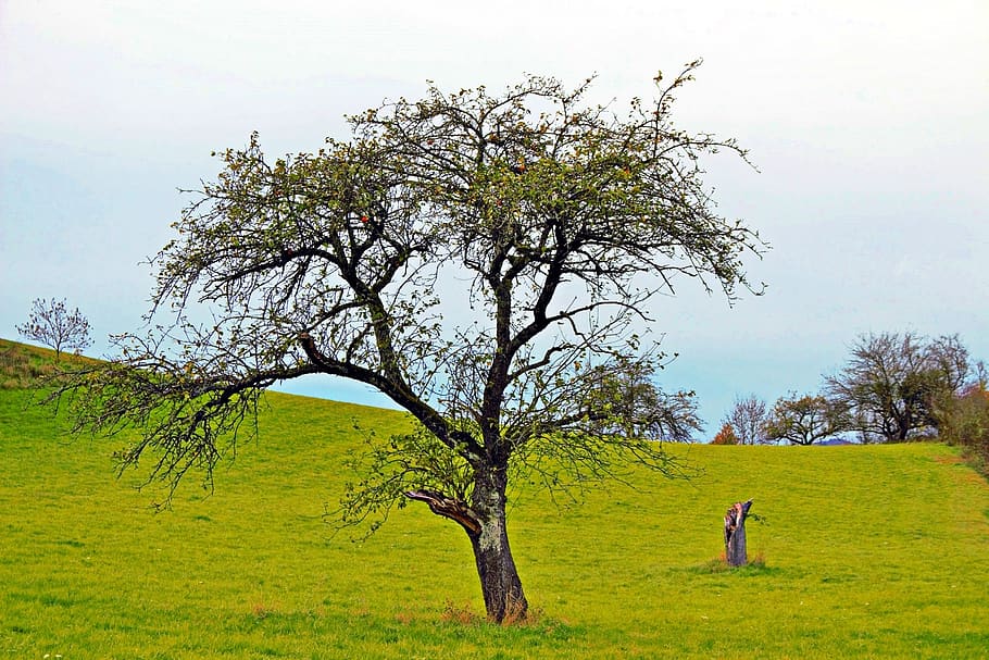 tree, nature, rest, clouds, beautiful, sky, branch, meadow HD wallpaper