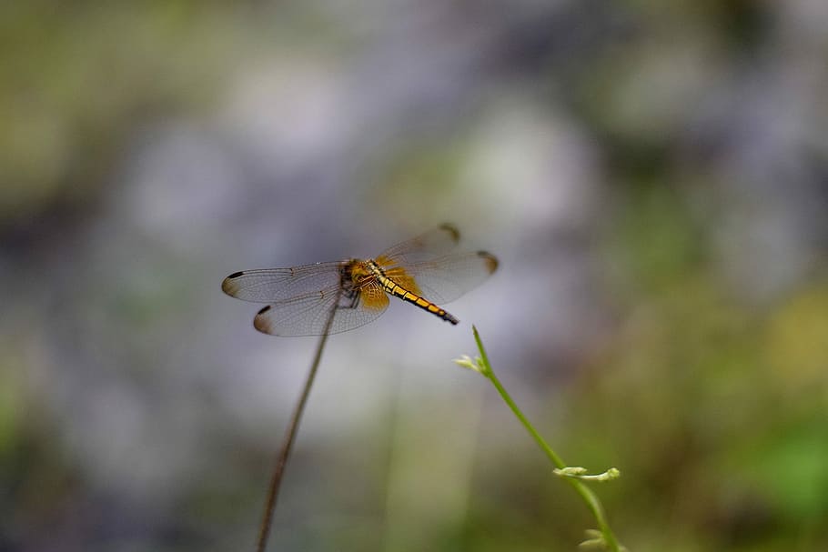 selective focus photography of orange dragonfly on plant, tilt shift lens photography of dragonfly on stem HD wallpaper