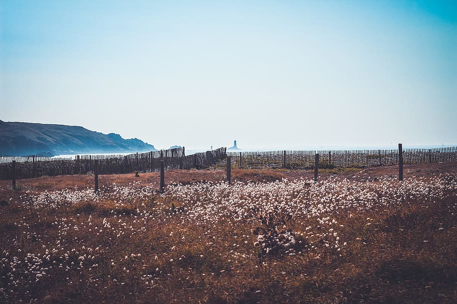 landscape photography of bed of white flowers, white petaled flower field HD wallpaper