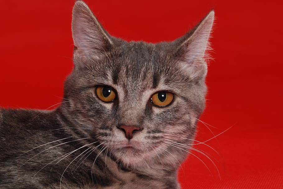 cat, red, kitten, cute, pet, animal, feline, domestic, kitty HD wallpaper