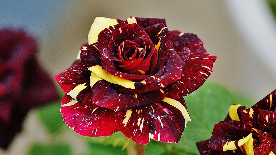closeup photo of red, yellow, and maroon roses, dragon rose, dark red, HD wallpaper