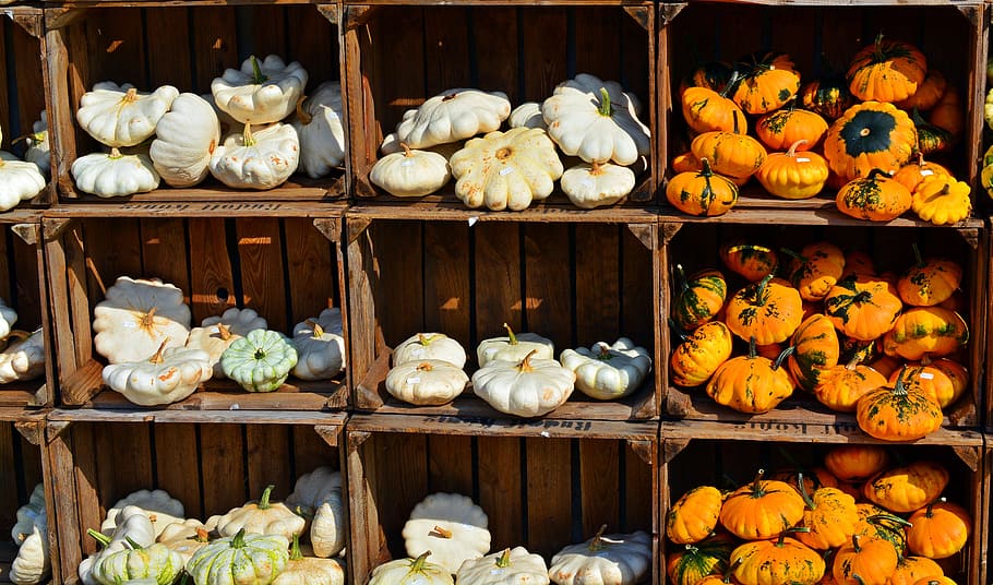 boxes of squashes, Pumpkin, Harvest Time, Sale, Decoration, benefit from, HD wallpaper