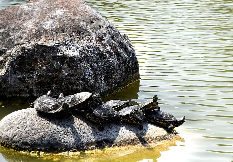 nature, kennedy, stone, river, lake, park, tortoise, environmental HD wallpaper