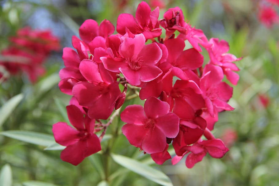 spring, flowers, nature, flowering plant, vulnerability, fragility HD wallpaper