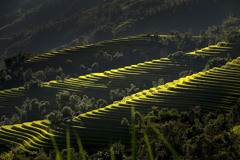 rice terraces during daytime, vietnam, silk, the cultivation