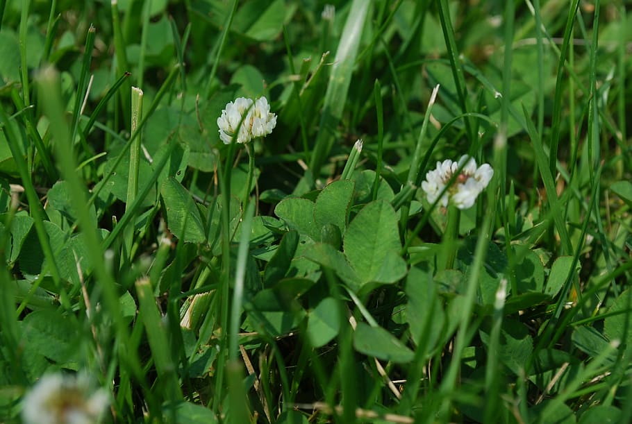 grass, clover, flower, spring, day, irish, meadow, summer, shamrock HD wallpaper
