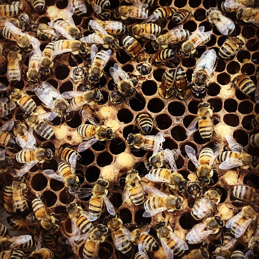 bees, honey bee, hatching, honeycomb, apiculture, beehive, insect HD wallpaper