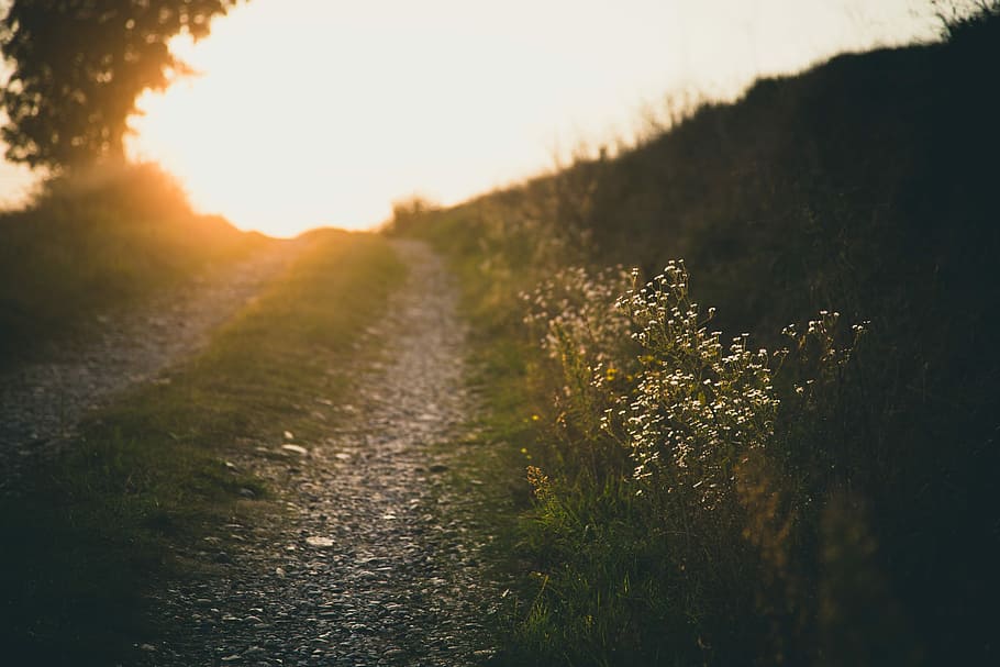 white flowers during daytime, selective focus photo of white petaled flower near pathway during golden hour HD wallpaper
