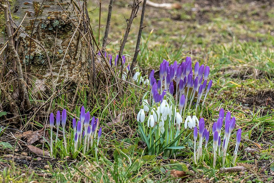 crocus, snowdrop, spring flower, nature, signs of spring, white HD wallpaper