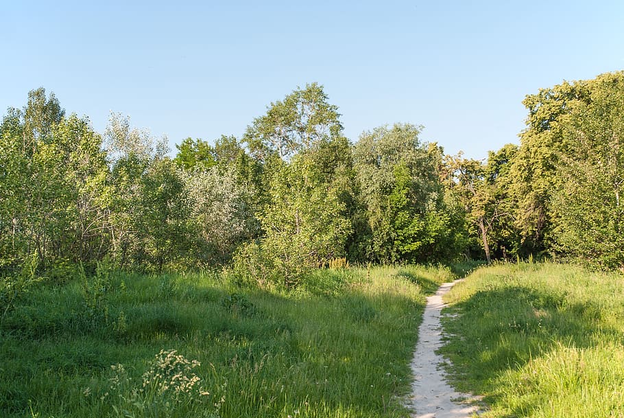 Path, Forest, Nature, Trees, park, landscape, summer, stroll HD wallpaper