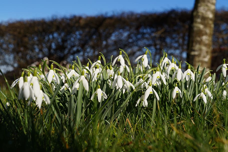 snowdrop, spring flower, white, bloom, beautiful, idyllic, lichtspiel HD wallpaper