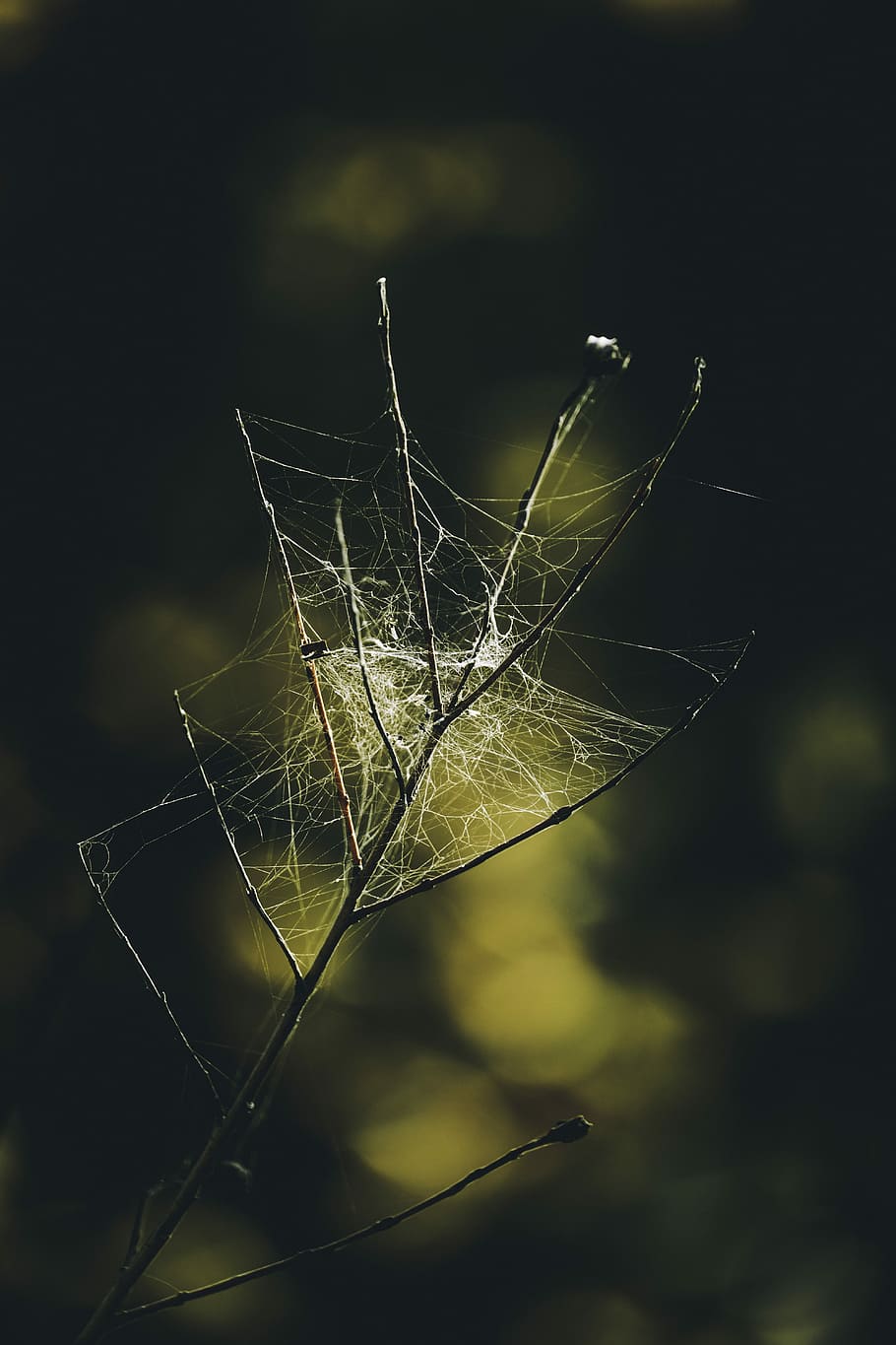 macro photography of spider web, selective focused photo of a twig with spider webs HD wallpaper