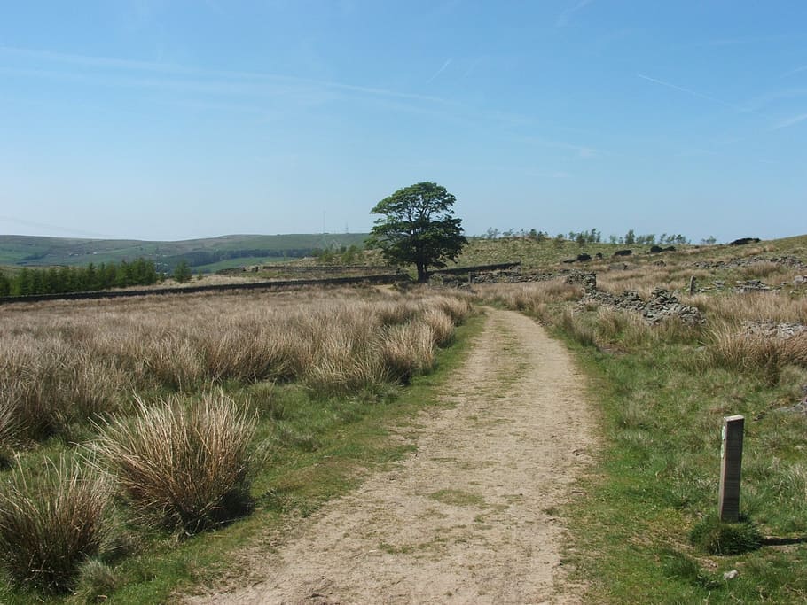 field, landscape, tree, path, sky, scenery, grass, nature, rural Scene HD wallpaper