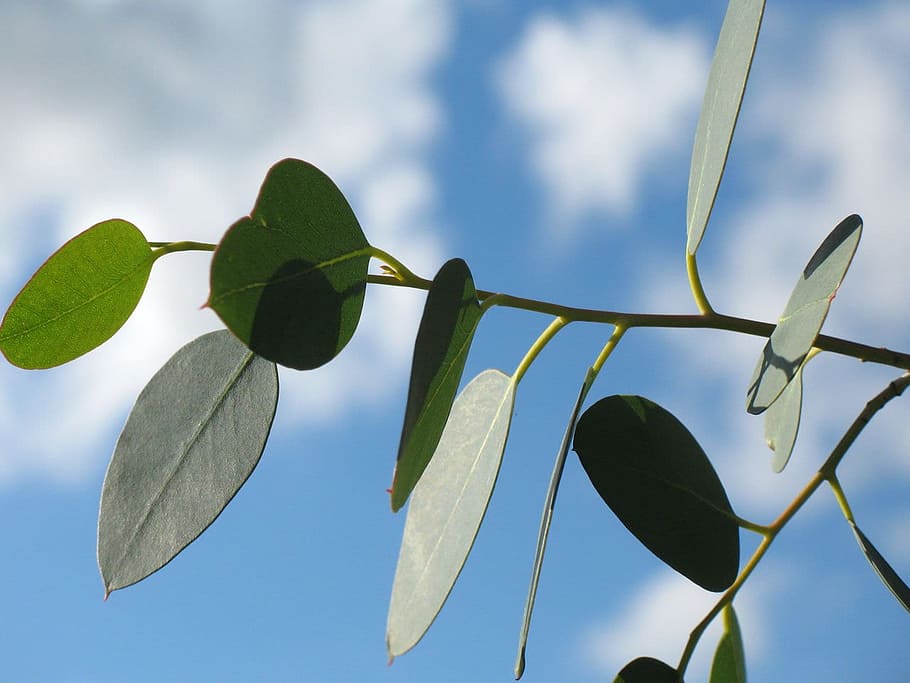 closeup photo of green leaves, leaf, branch, sky, blue, fresh HD wallpaper