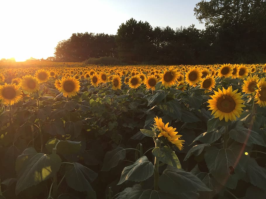 sunflowers, sunset, field, plant, growth, flowering plant, beauty in nature HD wallpaper