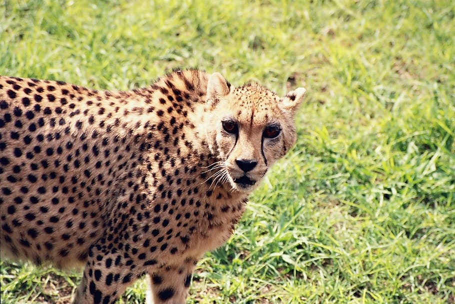 cheetah, animal, wild, predator, cat, africa, wildlife, nature HD wallpaper